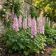 BLOOMIQUE - Lot de 3 - Delphinium Magic Fountains aux nuances roses - Pied-d'alouette - H. 10-20 cm - P. 9 cm - vignette