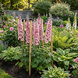 BLOOMIQUE - Lot de 3 - Delphinium Magic Fountains aux nuances roses - Pied-d'alouette - H. 10-20 cm - P. 9 cm - vignette