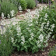 BLOOMIQUE - Lot de 6 - Nepeta Snowflake - Cataire - Rustique - Vivace - Mellifère - Hauteur 10-20 cm - Pot 9 cm - vignette