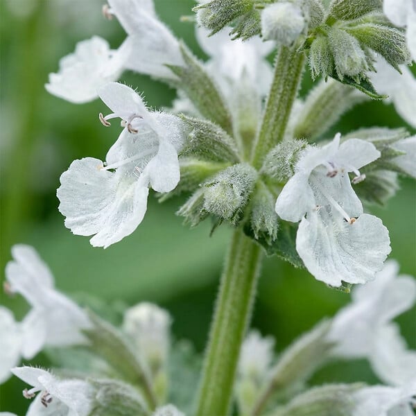 BLOOMIQUE - Lot de 6 - Nepeta Snowflake - Cataire - Rustique - Vivace - Mellifère - Hauteur 10-20 cm - Pot 9 cm - large