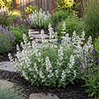 BLOOMIQUE - Lot de 6 - Nepeta Snowflake - Cataire - Rustique - Vivace - Mellifère - Hauteur 10-20 cm - Pot 9 cm - vignette