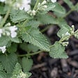 BLOOMIQUE - Lot de 6 - Nepeta Snowflake - Cataire - Rustique - Vivace - Mellifère - Hauteur 10-20 cm - Pot 9 cm - vignette