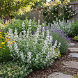 BLOOMIQUE - Lot de 6 - Nepeta Snowflake - Cataire - Rustique - Vivace - Mellifère - Hauteur 10-20 cm - Pot 9 cm - vignette