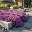 BLOOMIQUE - Lot de 6 - Thymus Red Carpet - Thym rouge - Rustique - Vivace - Couvre-sol - Persistant - P. 9 cm - vignette