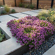 BLOOMIQUE - Lot de 6 - Thymus Red Carpet - Thym rouge - Rustique - Vivace - Couvre-sol - Persistant - P. 9 cm - vignette