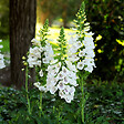 BLOOMIQUE - Lot de 6 - Digitalis Purp. Dalmatian White - Digitale - Floraison abondante - H. 10-20 cm - P. 9 cm - vignette