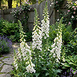 BLOOMIQUE - Lot de 6 - Digitalis Purp. Dalmatian White - Digitale - Floraison abondante - H. 10-20 cm - P. 9 cm - vignette