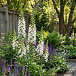 BLOOMIQUE - Lot de 6 - Digitalis Purp. Dalmatian White - Digitale - Floraison abondante - H. 10-20 cm - P. 9 cm - vignette