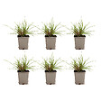 BLOOMIQUE - Lot de 6 - Pennisetum Hameln - Herbe aux écouvillons - Graminée ornementale - H. 10-20 cm - P. 9 cm - vignette