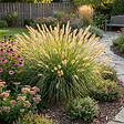 BLOOMIQUE - Lot de 6 - Pennisetum Hameln - Herbe aux écouvillons - Graminée ornementale - H. 10-20 cm - P. 9 cm - vignette