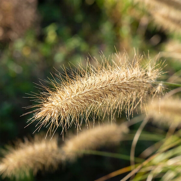 BLOOMIQUE - Lot de 6 - Pennisetum Hameln - Herbe aux écouvillons - Graminée ornementale - H. 10-20 cm - P. 9 cm - large