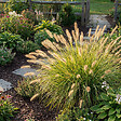 BLOOMIQUE - Lot de 6 - Pennisetum Hameln - Herbe aux écouvillons - Graminée ornementale - H. 10-20 cm - P. 9 cm - vignette