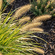 BLOOMIQUE - Lot de 6 - Pennisetum Hameln - Herbe aux écouvillons - Graminée ornementale - H. 10-20 cm - P. 9 cm - vignette