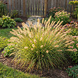 BLOOMIQUE - Lot de 6 - Pennisetum Hameln - Herbe aux écouvillons - Graminée ornementale - H. 10-20 cm - P. 9 cm - vignette