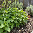 BLOOMIQUE - Lot de 6 - Melissa officinalis - Mélisse - Plante aromatique - Rustique - Vivace - P. 9 cm - vignette