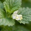 BLOOMIQUE - Lot de 6 - Melissa officinalis - Mélisse - Plante aromatique - Rustique - Vivace - P. 9 cm - vignette
