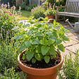 BLOOMIQUE - Lot de 6 - Melissa officinalis - Mélisse - Plante aromatique - Rustique - Vivace - P. 9 cm - vignette