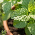 BLOOMIQUE - Lot de 6 - Melissa officinalis - Mélisse - Plante aromatique - Rustique - Vivace - P. 9 cm - vignette