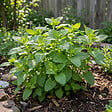 BLOOMIQUE - Lot de 6 - Melissa officinalis - Mélisse - Plante aromatique - Rustique - Vivace - P. 9 cm - vignette