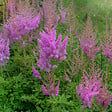 BLOOMIQUE - Lot de 3 - Astilbe Chinensis Pumila - Fausse spirée - Plante de Jardin - H. 10-20 cm - P. 9 cm - vignette