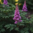 BLOOMIQUE - Lot de 3 - Astilbe Chinensis Pumila - Fausse spirée - Plante de Jardin - H. 10-20 cm - P. 9 cm - vignette