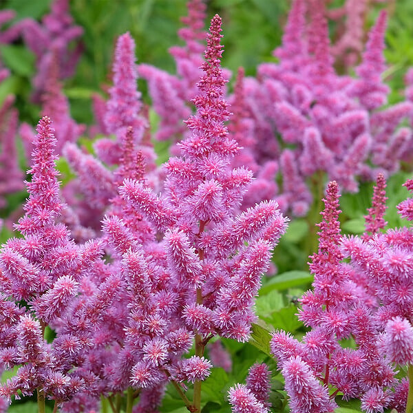 BLOOMIQUE - Lot de 3 - Astilbe Chinensis Pumila - Fausse spirée - Plante de Jardin - H. 10-20 cm - P. 9 cm - large