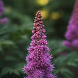 BLOOMIQUE - Lot de 3 - Astilbe Chinensis Pumila - Fausse spirée - Plante de Jardin - H. 10-20 cm - P. 9 cm - vignette