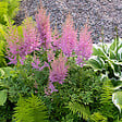 BLOOMIQUE - Lot de 3 - Astilbe Chinensis Pumila - Fausse spirée - Plante de Jardin - H. 10-20 cm - P. 9 cm - vignette