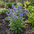 BLOOMIQUE - Lot de 3 - Polemonium Caeruleum 'Bambino Blue' - Échelle de Jacob - H. 10-20 cm - P. 9 cm - vignette