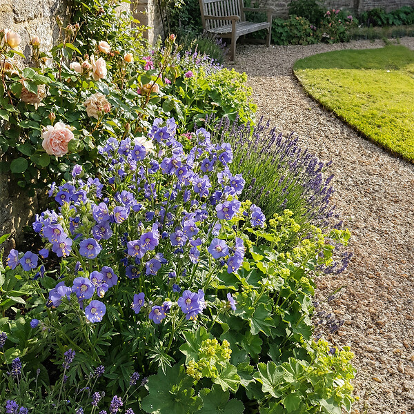 BLOOMIQUE - Lot de 3 - Polemonium Caeruleum 'Bambino Blue' - Échelle de Jacob - H. 10-20 cm - P. 9 cm - large