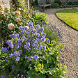 BLOOMIQUE - Lot de 3 - Polemonium Caeruleum 'Bambino Blue' - Échelle de Jacob - H. 10-20 cm - P. 9 cm - vignette