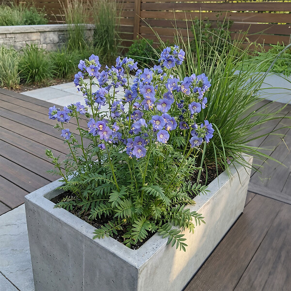 BLOOMIQUE - Lot de 3 - Polemonium Caeruleum 'Bambino Blue' - Échelle de Jacob - H. 10-20 cm - P. 9 cm - large