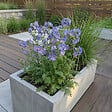 BLOOMIQUE - Lot de 3 - Polemonium Caeruleum 'Bambino Blue' - Échelle de Jacob - H. 10-20 cm - P. 9 cm - vignette