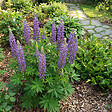 BLOOMIQUE - Lot de 6 - Lupinus Gallery Blue - Lupin - Rustique - Vivace - Hauteur 10-20 cm - Pot 9 cm - vignette