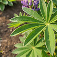BLOOMIQUE - Lot de 6 - Lupinus Gallery Blue - Lupin - Rustique - Vivace - Hauteur 10-20 cm - Pot 9 cm - vignette