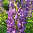 BLOOMIQUE - Lot de 6 - Lupinus Gallery Blue - Lupin - Rustique - Vivace - Hauteur 10-20 cm - Pot 9 cm - vignette
