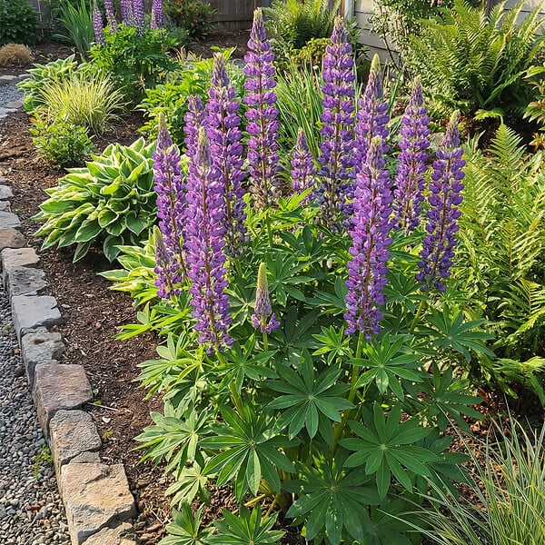 BLOOMIQUE - Lot de 6 - Lupinus Gallery Blue - Lupin - Rustique - Vivace - Hauteur 10-20 cm - Pot 9 cm - large
