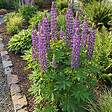 BLOOMIQUE - Lot de 6 - Lupinus Gallery Blue - Lupin - Rustique - Vivace - Hauteur 10-20 cm - Pot 9 cm - vignette