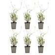 BLOOMIQUE - Lot de 6 - Lavandula Angustifolia 'Dwarf Blue' - Lavande naine - H. 10-20 cm - P. 9 cm - vignette