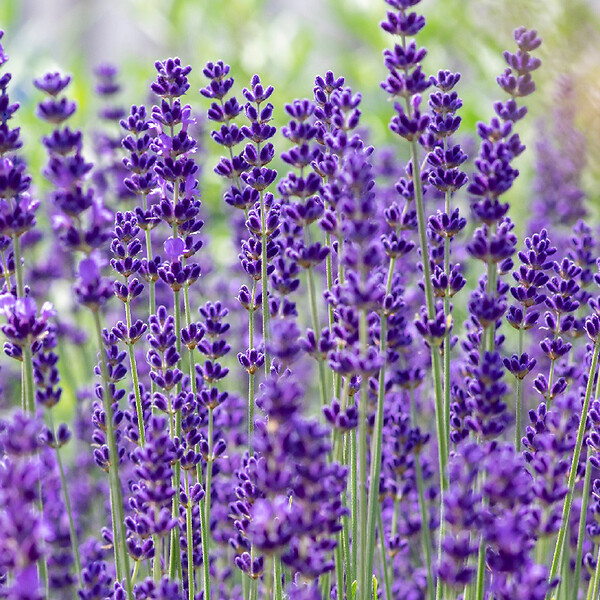 BLOOMIQUE - Lot de 6 - Lavandula Angustifolia 'Dwarf Blue' - Lavande naine - H. 10-20 cm - P. 9 cm - large