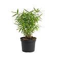 BLOOMIQUE - Fargesia Rufa - Plante bambou - Non rampante - Rustique - Persistante - Plante de Jardin - P. 14 cm - vignette