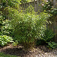 BLOOMIQUE - Fargesia Rufa - Plante bambou - Non rampante - Rustique - Persistante - Plante de Jardin - P. 14 cm - vignette