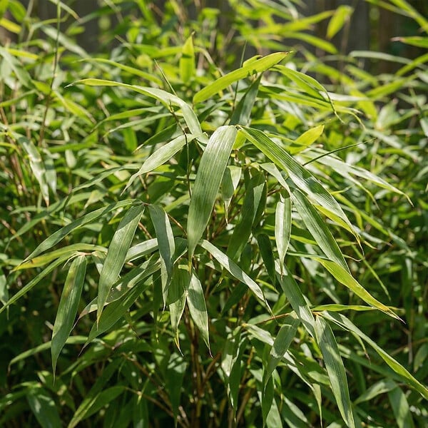 BLOOMIQUE - Fargesia Rufa - Plante bambou - Non rampante - Rustique - Persistante - Plante de Jardin - P. 14 cm - large