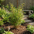 BLOOMIQUE - Fargesia Rufa - Plante bambou - Non rampante - Rustique - Persistante - Plante de Jardin - P. 14 cm - vignette
