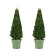 BLOOMIQUE - Lot de 2 - Ilex Crenata Jenny Pyramid - Houx japonais - Feuillage Persistant - Rustique - P. 21 cm - vignette