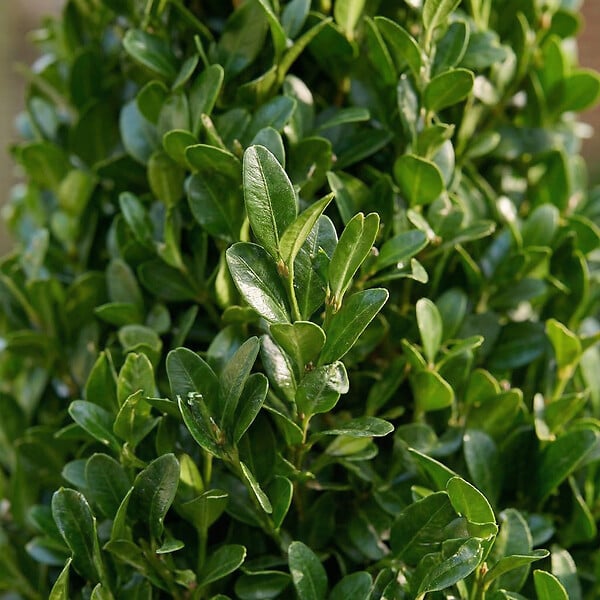 BLOOMIQUE - Lot de 2 - Ilex Crenata Jenny Pyramid - Houx japonais - Feuillage Persistant - Rustique - P. 21 cm - large