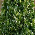 BLOOMIQUE - Lot de 2 - Ilex Crenata Jenny Pyramid - Houx japonais - Feuillage Persistant - Rustique - P. 21 cm - vignette