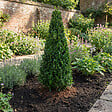 BLOOMIQUE - Lot de 2 - Ilex Crenata Jenny Pyramid - Houx japonais - Feuillage Persistant - Rustique - P. 21 cm - vignette