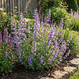 BLOOMIQUE - Lot de 6 - Nepeta faassenii - Cataire - Rustique - Vivace - Mellifère - Hauteur 10-20 cm - Pot 9 cm - vignette