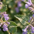 BLOOMIQUE - Lot de 6 - Nepeta faassenii - Cataire - Rustique - Vivace - Mellifère - Hauteur 10-20 cm - Pot 9 cm - vignette